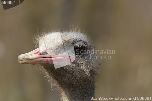 Image of Dirty ostrich portrait