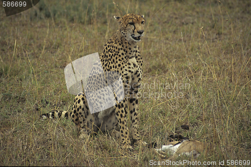 Image of Cheetah