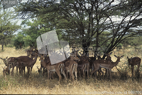 Image of Gazelles