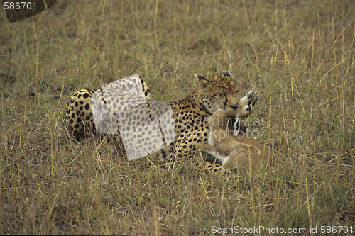 Image of Cheetah