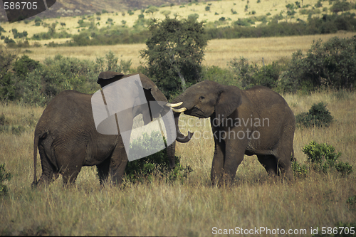 Image of Males in fight for fun.