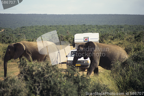 Image of Elephants