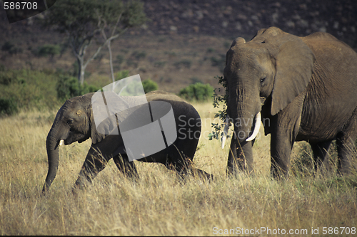 Image of Elephants