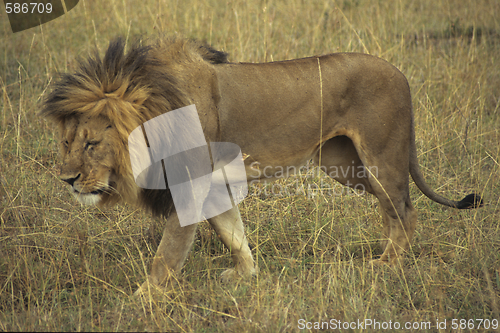 Image of Lion