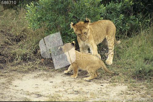 Image of Lions