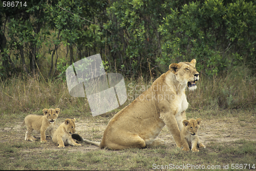 Image of Lions