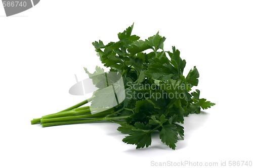 Image of fresh persley