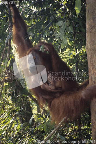 Image of Orangutans