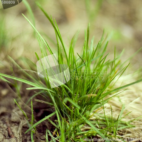 Image of green grass
