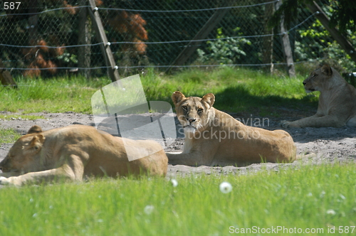Image of Resting Lions