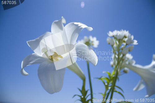 Image of Easter lilies