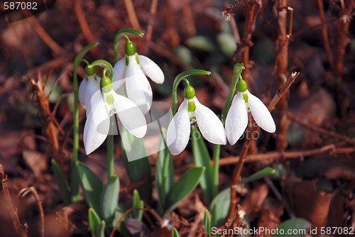 Image of Snowdrops