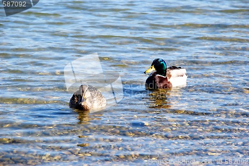 Image of Duck couple on water