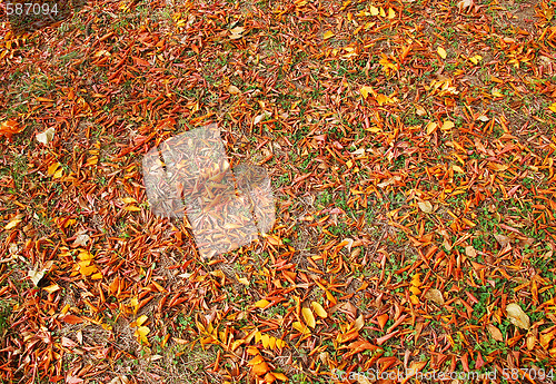 Image of Autumn leaves