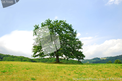 Image of Oak on green hill