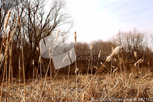 Image of Dry grass landscape