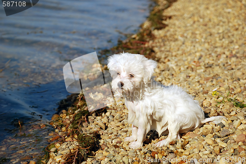 Image of After swimming - little wet dog