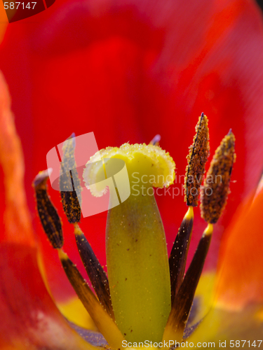 Image of inside a tulips blossom