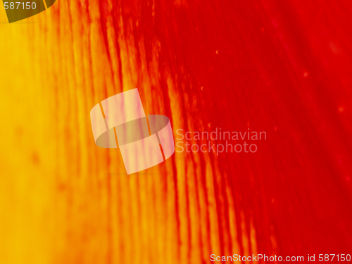 Image of colors of tulip background
