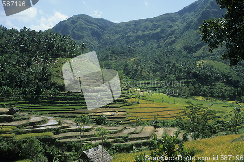 Image of Paddy fields