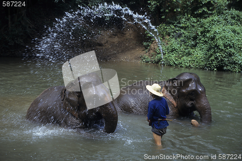 Image of elephant