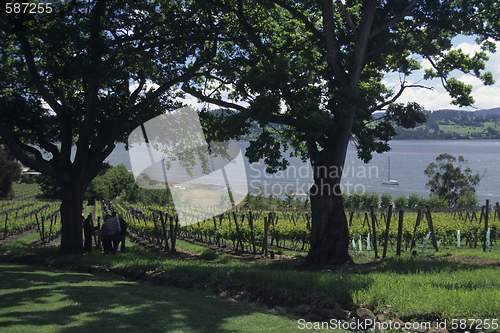 Image of vineyard