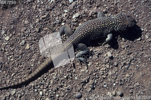 Image of Lizard