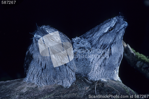 Image of Owl