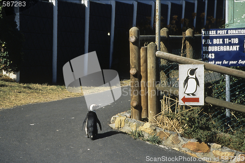 Image of penguin