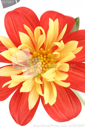 Image of yellow and red