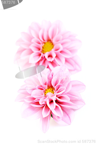 Image of pink dahlia