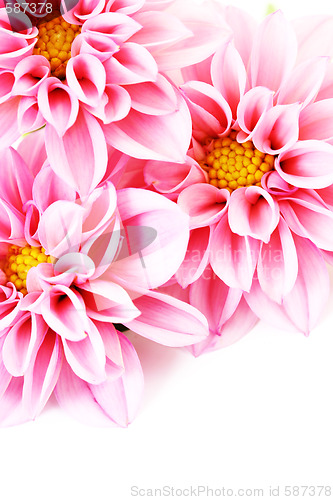 Image of pink dahlia