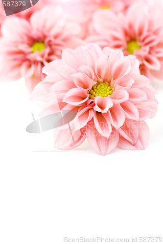 Image of pink dahlia