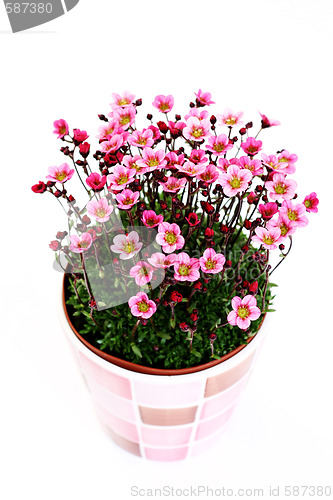 Image of little pink