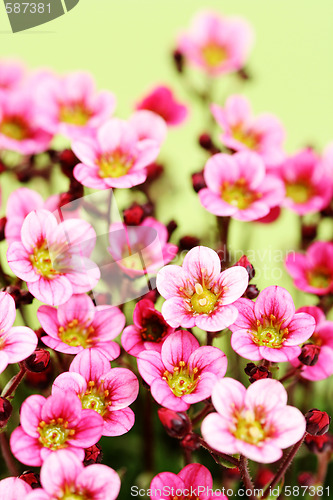 Image of little pink