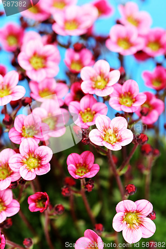 Image of little pink