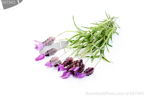 Image of lavender papillon