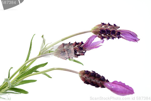 Image of lavender papillon