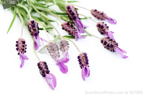 Image of lavender papillon