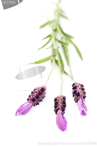 Image of lavender papillon