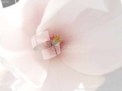 Image of white magnolia inside