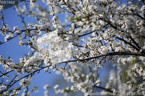 Image of Blossom Tree