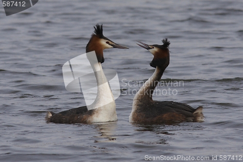Image of Great Crested Grebe.