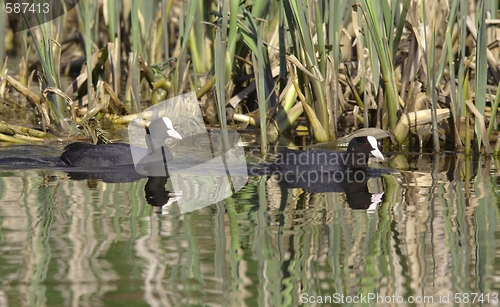 Image of Common Coot. 