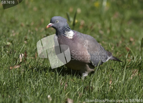 Image of Wood Pigeon 