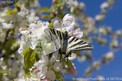 Image of Butterfly