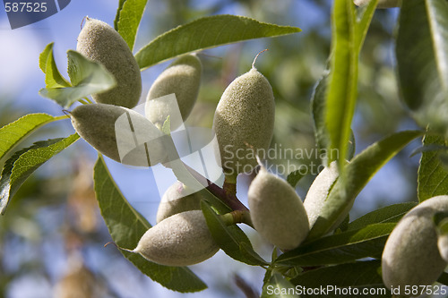 Image of Almonds