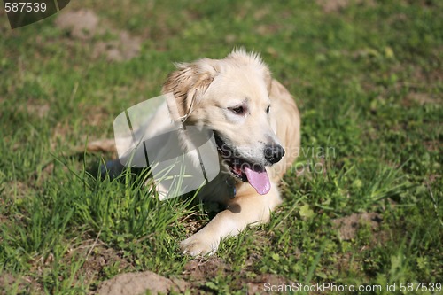 Image of Golden Retriever Puppy