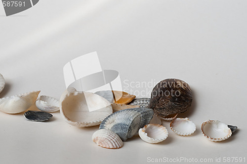 Image of seashells