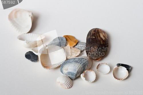 Image of seashells